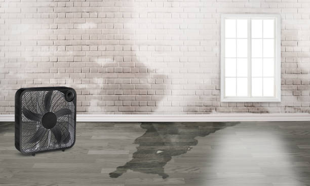 Best Water damage mitigation services  in Lofall, WA